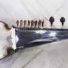 Special Sarod