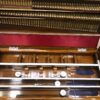 ass Male Female Scale Changing Harmonium